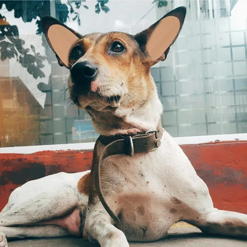Vista 8 de POPETPOP Soporte adhesivo para orejas de perro, herramienta de soporte para cachorros y Doberman sin pegamento, cinta autoadhesiva para mascotas