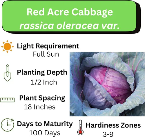 Vista 4 de Semillas de repollo para plantar – Planta y cultiva col roja de acre en tu huerto al aire libre en casa – Paquetes de plantación sin OMG
