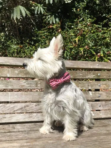 Vista 5 de Lionet Paws Collar Navideño para Perro con Pajarita Duradero Ajustable Hecho a Mano Cómodo Collar de Perro con Pajarita Collar para Gato con Hebilla