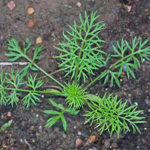 Vista 5 de Seed Needs Semillas de comino negro para plantar hierbas tradicionales sin OMG, 2 paquetes