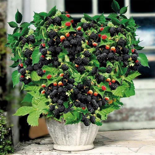 Vista 4 de 100 semillas nutritivas de mora sin espinas jumbo preestratificadas, perennes, jugosas, dulces, saludables, de rápido crecimiento, frutas