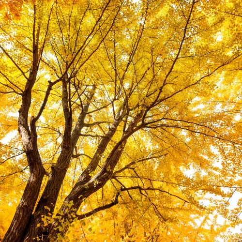 Vista 5 de TriStar Plants Árbol de Ginkgo Biloba - Contenedor de 1 galón - El árbol vivo se envía rápido, de rápido crecimiento, raíces establecidas