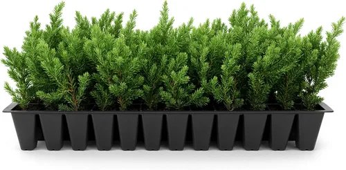 Vista 9 de Blue Pacific Shore Juniper Planta de tamaño de 1 galón vivo Juniperus Conferta Evergreen resistente al frío tolerante a la sequía