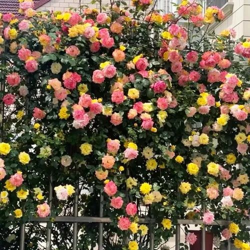 Vista 6 de Rosas trepadoras aleatorias para jardín, plantas de rosas fragantes y resistentes para plantar al aire libre, sin maceta, planta de inicio de 5 a 9