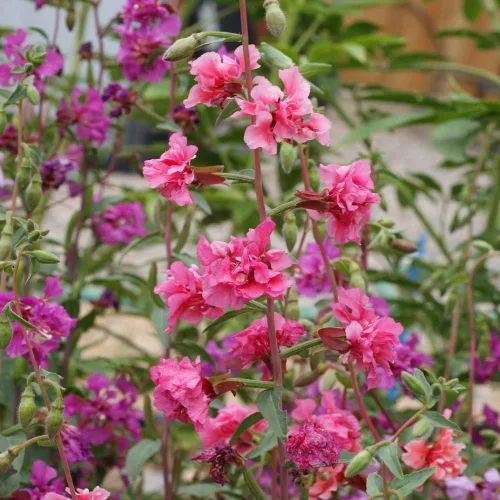 Vista 7 de Outsidepride Semillas anuales de flores silvestres Clarkia de 1/4 lb para plantar