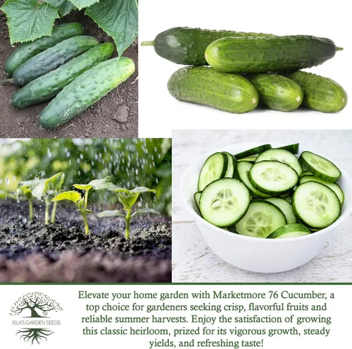 Vista 6 de Marketmore - 76 semillas de pepino en rodajas para plantar, más de 50 semillas tradicionales por paquete, semillas de jardín de Isla