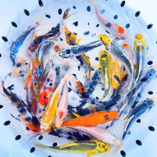 Vista 2 de Toledo Goldfish - Pez Koi mariposa y Koi, Combo para estanques, acuarios o peceras