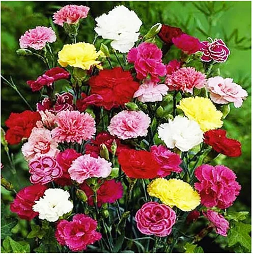 Vista 3 de Carnation Chabaud Mix Seeds - 275 Semillas - Periodo de floración de 8 semanas - Todas las zonas