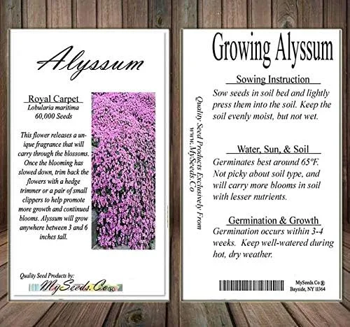 Vista 7 de MySeeds.Co - Paquete grande – (60,000 +) semillas de alfombra real Alyssum – Lobularia maritima fragante – Atrae abejas melíferas y mariposas