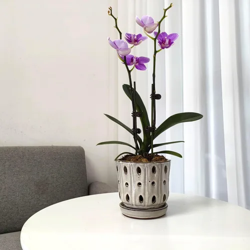 Vista 5 de Macetas para Orquídeas de 4.9 Pulgadas Macetas de Cerámica para Orquídeas con Agujeros Juego de 2 (verde musgo+blanco)