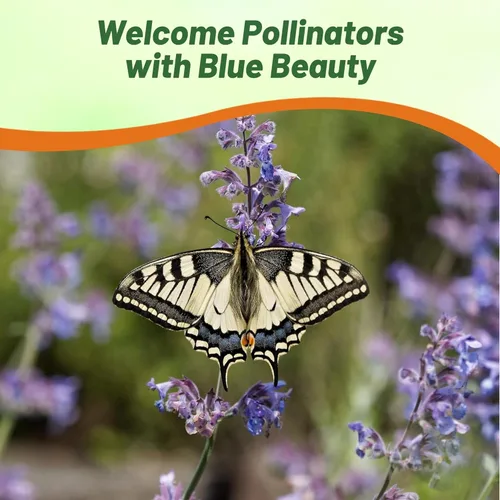 Vista 4 de Outsidepride Nepeta Mussinii - Semillas de hierba gatera – 1000 semillas perennes, tolerantes al calor y la sequía para plantar flores azules