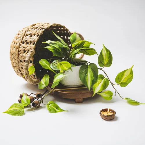 Vista 5 de Kurrajong Farmhouse Planta de potos falsa verde claro Planta falsa para decoración de estantes Planta de hiedra colgante artificial con maceta