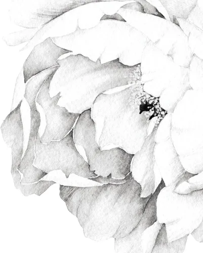 Vista 3 de Simple Shapes Pegatina de pared de flores de peonía - blanco y negro - por