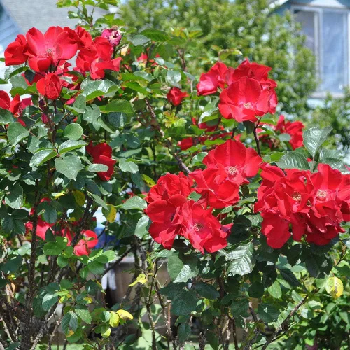 Vista 3 de Heirloom Roses Rose Bush - Robusta Live Red Rugosa Rose Plant para plantar al aire libre