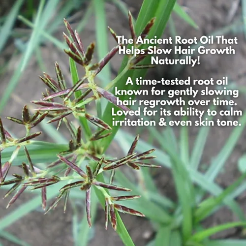 Vista 2 de Aceite Cyperus Rotundus – Ralentiza naturalmente el crecimiento del cabello, suaviza la piel y calma la piel después de la depilación