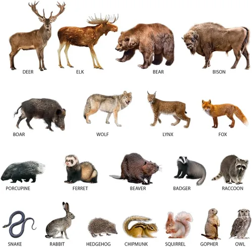 Vista 7 de Forest Photo - Imanes para niños pequeños, 20 animales magnéticos para nevera