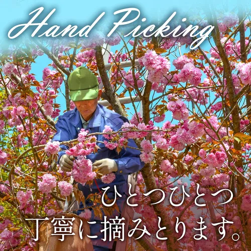Vista 8 de YAMASAN KYOTO UJI Sakura - Polvo de flor de cerezo, para hornear y cocinar, añade fácilmente un bonito color rosa y sabor, sin alérgenos, sin OMG