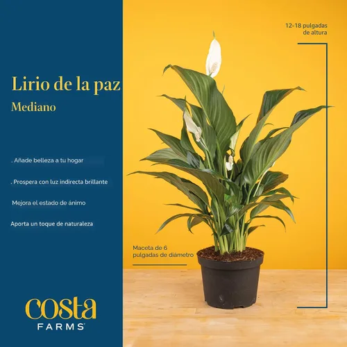 Vista 4 de Costa Farms - Lirio de paz Spathiphyllum, planta viva