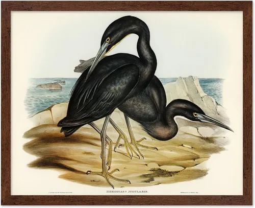 Vista 31 de Poster Master Póster vintage de James Audubon – Impresión retro de amargo americano – Arte de aves de América – Regalo para hombres, mujeres
