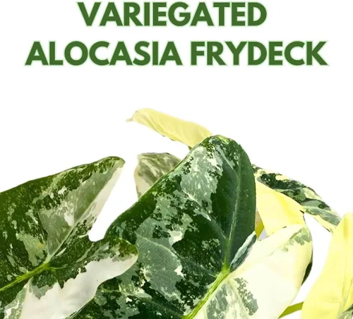 Vista 2 de BubbleBlooms Alocasia Frydek abigarrado 4 pulgadas