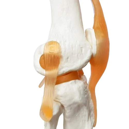 Vista 6 de EVOTECH SCIENTIFIC - Modelo de articulación de rodilla funcional humana con ligamento, tamaño real