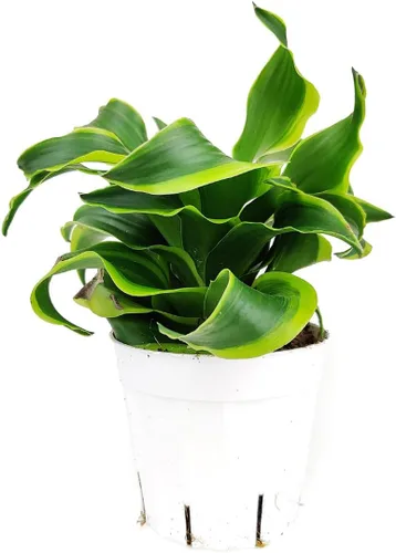 Vista 22 de Alocasia Bambino (maceta cultivadora de 4 pulgadas) - Planta de interior con poca luz y saludable - Planta de interior de interior fácil de cuidar