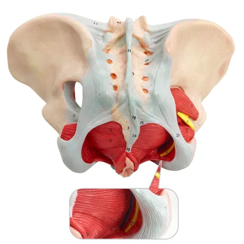 Vista 7 de Modelo de pelvis femenina con músculos del piso pélvico Modelo perineal Todo en uno Modelo de anatomía femenina 1: 1 Tamaño natural Esqueleto humano