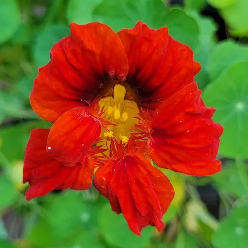 Vista 9 de Eden Brothers Semillas de Nasturtium - Semillas de Alaska Gold sin transgénicos para plantar, 1 onza Semillas de flores de bajo mantenimiento