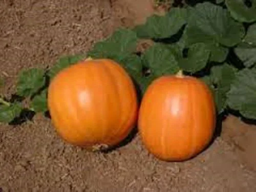 Vista 3 de Calabaza, semillas de calabaza Jack O Lantern, reliquia, sin OMG, 100 semillas