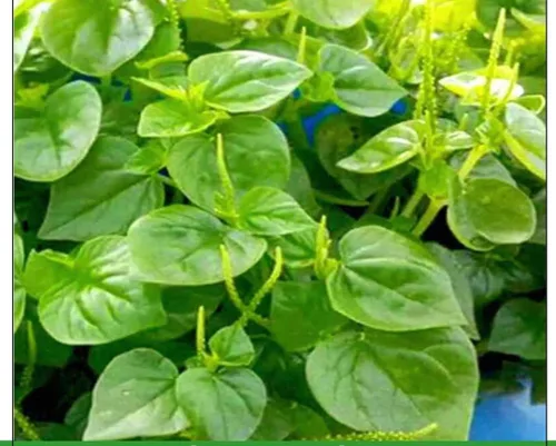 Vista 4 de Set de 3 Verduras vietnamitas Ngò GAI, Rau Càng Cua và Rau tía tô Culantro Thai Parley, peperomia pellucida Semillas de Planta y Semillas de Perilla