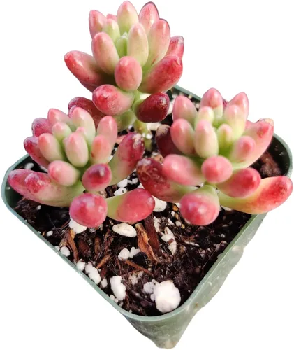 Vista 30 de Plantas de cactus suculentas vivas (2 pulgadas Opuntia Microdasy Golden Swirl Monstrose)