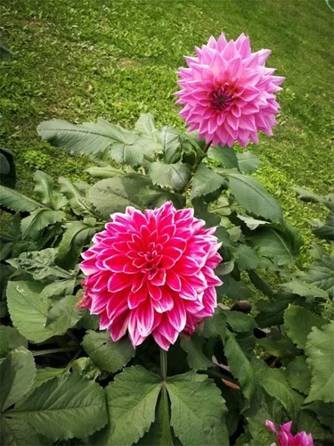 Vista 4 de Semillas de flores de dalia de colores de mezcla hermosas raras 100PCS