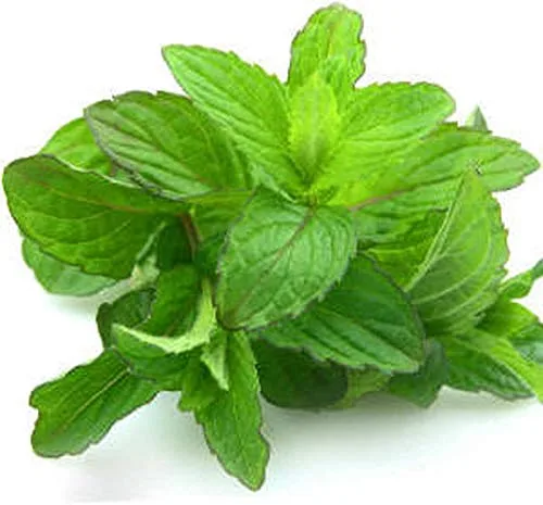 Vista 2 de Aceite esencial de menta verde (Mentha Spicata) 100% puro y natural - 5 ML
