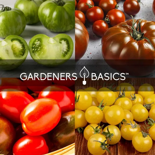 Vista 7 de Gardeners Basics, Semillas de tomate para plantar 16 semillas de tomate reliquia, Tiny Tim, semillas de tomate cherry, semillas de bistec, semillas