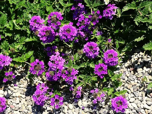 Vista 33 de Guardería Greenwood: Plantas Perennes Vivas - Rosa de Bath + Dianthus Gratianopolitanus - [Cantidad: 1x Maceta de Pinta]
