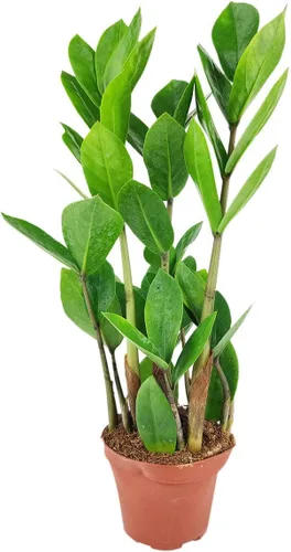 Vista 11 de Alocasia Bambino (maceta cultivadora de 4 pulgadas) - Planta de interior con poca luz y saludable - Planta de interior de interior fácil de cuidar
