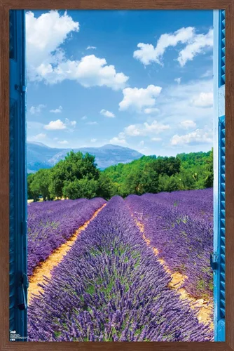 Vista 18 de Trends International Póster de pared de campo de lavanda, 14.725 x 22.375 pulgadas, versión enmarcada de madera de granero Versión enmarcada Barnwood