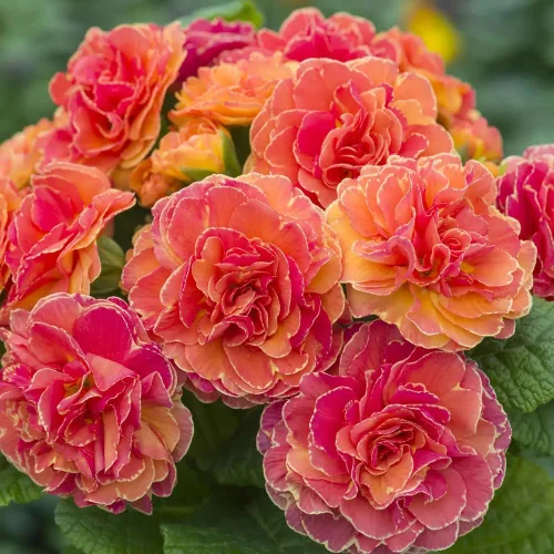 Vista 2 de 302 semillas de prímula perenne mixtas para plantar, semillas de auricula de doble prímula de fragancia, semillas de flor de primula malacoides