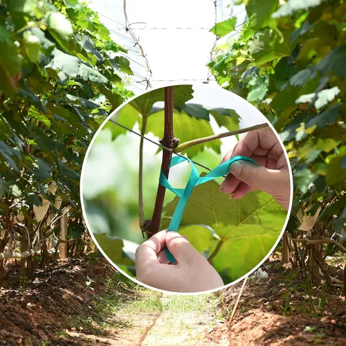 Vista 4 de TELENT OUTDOORS Cinta de amarre elástica, 1 pulgada de ancho y 200 pies, reutilizables, para plantas de jardín, cintas verdes para plantas, cinta