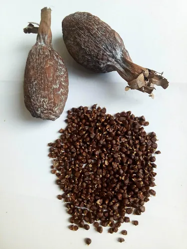 Vista 4 de Ghana Alligator Pepper mbongo especias hepper Pimienta (10)