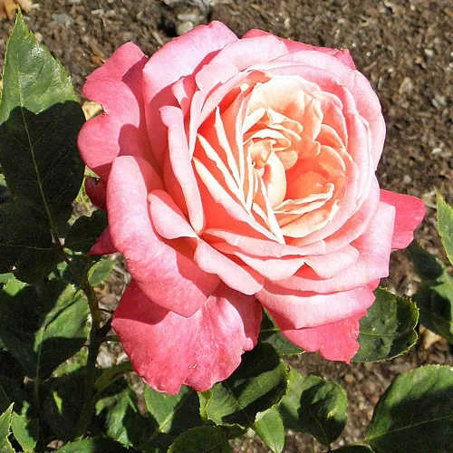 Vista 2 de Own-Root - Rosa de té híbrida con retrato de un galón por Heirloom Roses