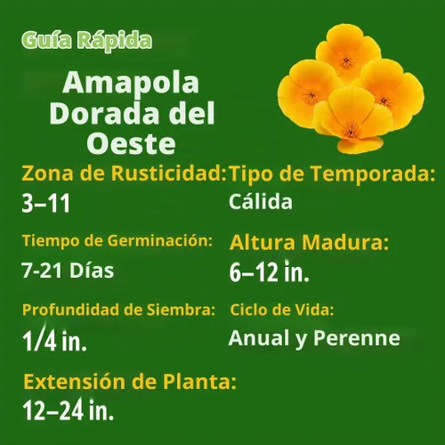Vista 2 de HOME GROWN Golden West Poppy 6000 Semillas de flor Eschscholzia californica