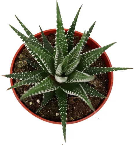 Vista 2 de Haworthia Zebra Succulent - 4" de California Tropicals