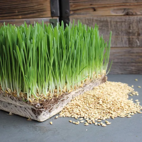 Vista 8 de Living Whole Foods Kit de cultivo de pasto de trigo orgánico certificado - Cultiva y jugo de hierba de trigo bandejas, semillas, tierra de coco