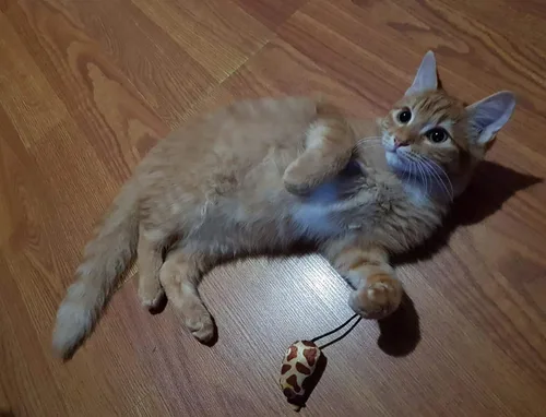 Vista 3 de Bolsa de agarre Catnip 24 piezas de juguetes para gatos. Tamaño: paquete de 1
