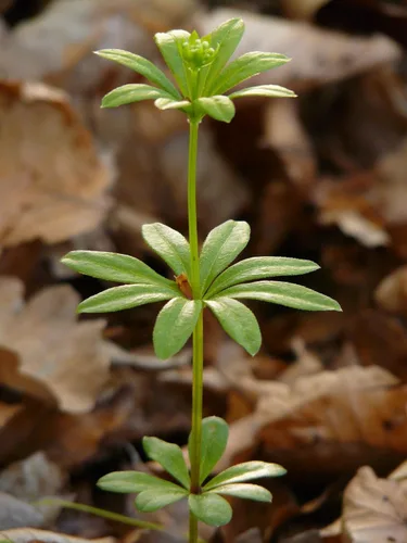 Vista 5 de Hierba dulce de Woodruff - Seco, cortado, natural Galium Odoratum - Peso neto: 1 oz/28 g