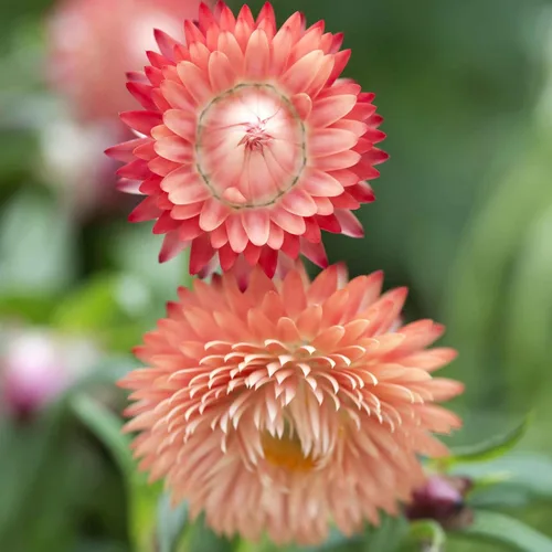 Vista 7 de Eden Brothers Semillas de fresa - Rosa brillante