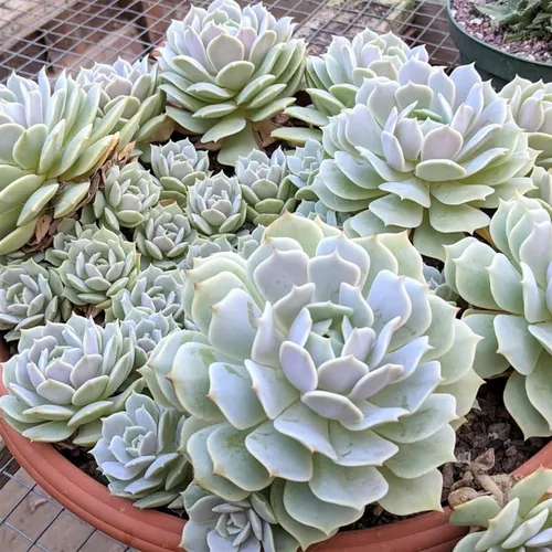 Vista 7 de Echeveria Suculents - Plantas vivas para cultivar, suculentas de Echeveria vivas, plantas de Echeveria vivas, suculentas de Echeveria vivas, maceta