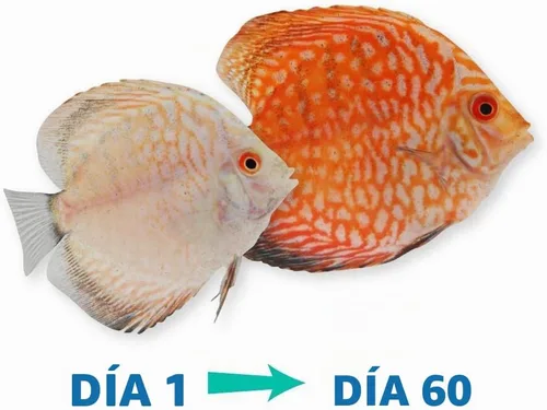 Vista 6 de Hikari Vibra Bites