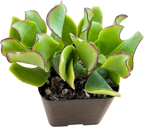 Vista 15 de Plantas de interior vivas suculentas "Bead Vine", tamaño aproximado de 2 pulgadas, suculentas en maceta, completamente enraizadas, de fácil cuidado